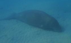 The dugong